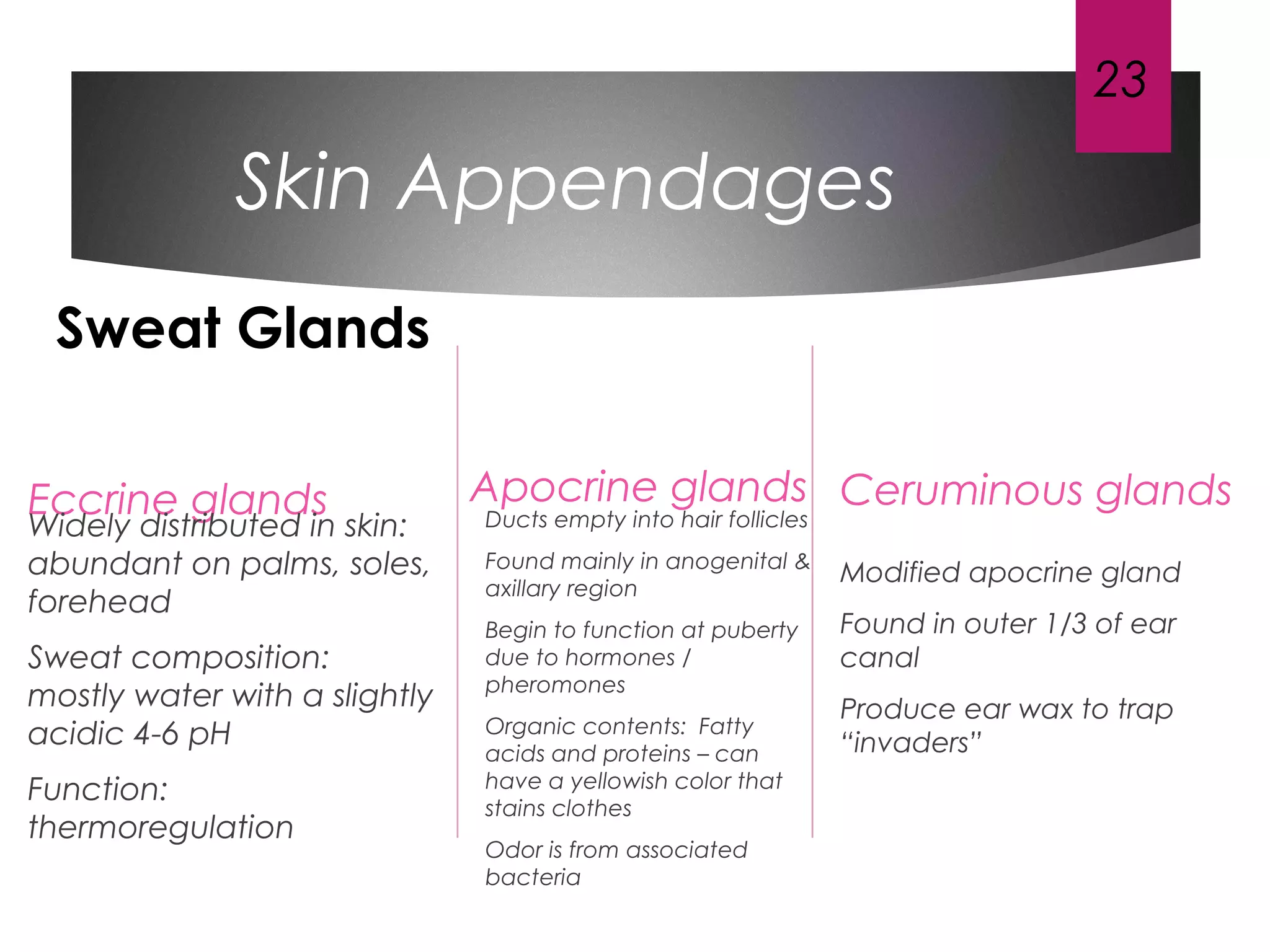Skin Appendages
Eccrine glands
Widely distributed in skin:
abundant on palms, soles,
forehead
Sweat composition:
mostly water with a slightly
acidic 4-6 pH
Function:
thermoregulation
Apocrine glands
Ducts empty into hair follicles
Found mainly in anogenital &
axillary region
Begin to function at puberty
due to hormones /
pheromones
Organic contents: Fatty
acids and proteins – can
have a yellowish color that
stains clothes
Odor is from associated
bacteria
Ceruminous glands
Modified apocrine gland
Found in outer 1/3 of ear
canal
Produce ear wax to trap
“invaders”
23
Sweat Glands
 