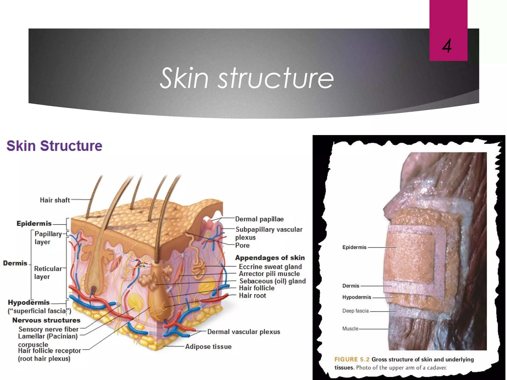 4
Skin structure
 
