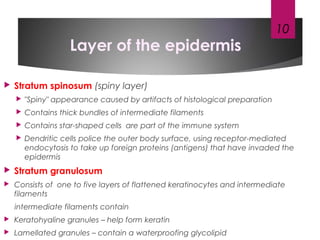 Layer of the epidermis
 Stratum spinosum (spiny layer)
 "Spiny" appearance caused by artifacts of histological preparation
 Contains thick bundles of intermediate filaments
 Contains star-shaped cells are part of the immune system
 Dendritic cells police the outer body surface, using receptor-mediated
endocytosis to take up foreign proteins (antigens) that have invaded the
epidermis
 Stratum granulosum
 Consists of one to five layers of flattened keratinocytes and intermediate
filaments
intermediate filaments contain
 Keratohyaline granules – help form keratin
 Lamellated granules – contain a waterproofing glycolipid
10
 