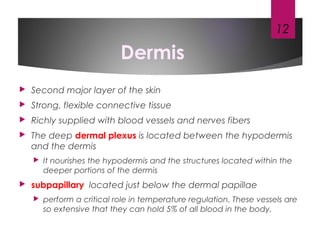 Dermis
 Second major layer of the skin
 Strong, flexible connective tissue
 Richly supplied with blood vessels and nerves fibers
 The deep dermal plexus is located between the hypodermis
and the dermis
 It nourishes the hypodermis and the structures located within the
deeper portions of the dermis
 subpapillary located just below the dermal papillae
 perform a critical role in temperature regulation. These vessels are
so extensive that they can hold 5% of all blood in the body.
12
 