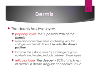 Dermis
 The dermis has two layers
 papillary layer the superficial 20% of the
dermis
 is areolar connective tissue containing very thin
collagen and elastic fibers It includes the dermal
papillae
 increase the surface area for exchange of gases,
nutrients, and waste products between these layers
 reticular layer the deeper – 80% of thickness
of dermis. is dense irregular connective tissue
13
 