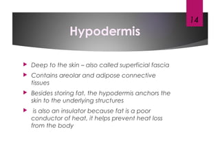 Hypodermis
 Deep to the skin – also called superficial fascia
 Contains areolar and adipose connective
tissues
 Besides storing fat, the hypodermis anchors the
skin to the underlying structures
 is also an insulator because fat is a poor
conductor of heat, it helps prevent heat loss
from the body
14
 