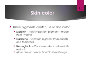 Skin color
 Three pigments contribute to skin color
 Melanin – most important pigment – made
from tyrosine
 Carotene – yellowish pigment from carrots
and tomatoes
 Hemoglobin – Caucasian skin contains little
melanin
 Allows crimson color of blood to show through
15
 