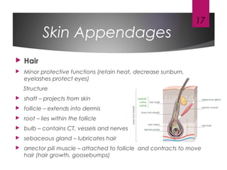 Skin Appendages
 Hair
 Minor protective functions (retain heat, decrease sunburn,
eyelashes protect eyes)
Structure
 shaft – projects from skin
 follicle – extends into dermis
 root – lies within the follicle
 bulb – contains CT, vessels and nerves
 sebaceous gland – lubricates hair
 arrector pili muscle – attached to follicle and contracts to move
hair (hair growth, goosebumps)
17
 