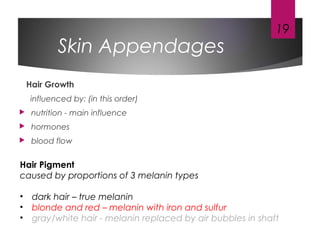 Skin Appendages
Hair Growth
influenced by: (in this order)
 nutrition - main influence
 hormones
 blood flow
19
Hair Pigment
caused by proportions of 3 melanin types
• dark hair – true melanin
• blonde and red – melanin with iron and sulfur
• gray/white hair - melanin replaced by air bubbles in shaft
 