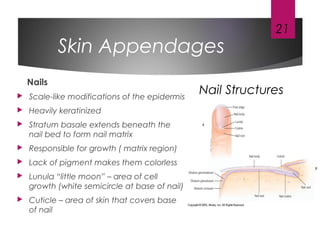 Skin Appendages
Nails
 Scale-like modifications of the epidermis
 Heavily keratinized
 Stratum basale extends beneath the
nail bed to form nail matrix
 Responsible for growth ( matrix region)
 Lack of pigment makes them colorless
 Lunula “little moon” – area of cell
growth (white semicircle at base of nail)
 Cuticle – area of skin that covers base
of nail
21
Nail Structures
 