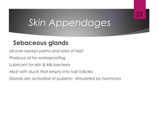 Skin Appendages
Sebaceous glands
all over except palms and soles of feet
Produce oil for waterproofing
Lubricant for skin & kills bacteria
Most with ducts that empty into hair follicles
Glands are activated at puberty: stimulated by hormones
22
 