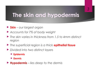 The skin and hypodermis
 Skin – our largest organ
 Accounts for 7% of body weight
 The skin varies in thickness from 1.5 to 4mm distinct
region
 The superficial region is a thick epithelial tissue
 Divided into two distinct layers
 Epidermis
 Dermis
 Hypodermis – lies deep to the dermis
3
 