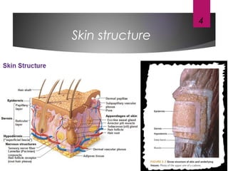4
Skin structure
 