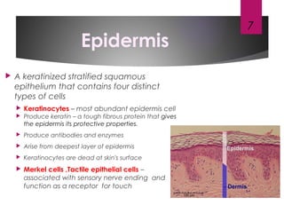 Epidermis
 A keratinized stratified squamous
epithelium that contains four distinct
types of cells
 Keratinocytes – most abundant epidermis cell
 Produce keratin – a tough fibrous protein that gives
the epidermis its protective properties.
 Produce antibodies and enzymes
 Arise from deepest layer of epidermis
 Keratinocytes are dead at skin's surface
 Merkel cells ,Tactile epithelial cells –
associated with sensory nerve ending and
function as a receptor for touch
7
 