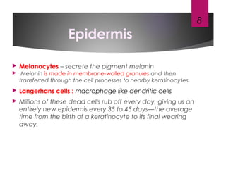Epidermis
 Melanocytes – secrete the pigment melanin
 Melanin is made in membrane-walled granules and then
transferred through the cell processes to nearby keratinocytes
 Langerhans cells : macrophage like dendritic cells
 Millions of these dead cells rub off every day, giving us an
entirely new epidermis every 35 to 45 days—the average
time from the birth of a keratinocyte to its final wearing
away.
8
 