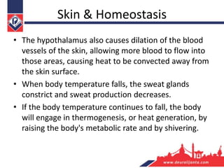 Skin & Homeostasis
• The hypothalamus also causes dilation of the blood
vessels of the skin, allowing more blood to flow into
those areas, causing heat to be convected away from
the skin surface.
• When body temperature falls, the sweat glands
constrict and sweat production decreases.
• If the body temperature continues to fall, the body
will engage in thermogenesis, or heat generation, by
raising the body's metabolic rate and by shivering.
 