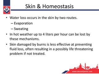 Skin & Homeostasis
• Water loss occurs in the skin by two routes.
– Evaporation
– Sweating
• In hot weather up to 4 liters per hour can be lost by
these mechanisms.
• Skin damaged by burns is less effective at preventing
fluid loss, often resulting in a possibly life threatening
problem if not treated.
 