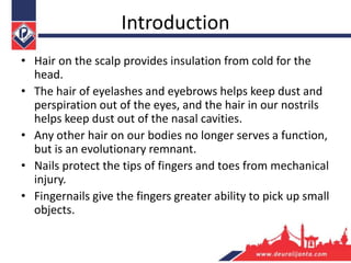 Introduction
• Hair on the scalp provides insulation from cold for the
head.
• The hair of eyelashes and eyebrows helps keep dust and
perspiration out of the eyes, and the hair in our nostrils
helps keep dust out of the nasal cavities.
• Any other hair on our bodies no longer serves a function,
but is an evolutionary remnant.
• Nails protect the tips of fingers and toes from mechanical
injury.
• Fingernails give the fingers greater ability to pick up small
objects.
 