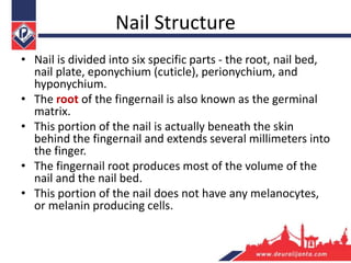 Nail Structure
• Nail is divided into six specific parts - the root, nail bed,
nail plate, eponychium (cuticle), perionychium, and
hyponychium.
• The root of the fingernail is also known as the germinal
matrix.
• This portion of the nail is actually beneath the skin
behind the fingernail and extends several millimeters into
the finger.
• The fingernail root produces most of the volume of the
nail and the nail bed.
• This portion of the nail does not have any melanocytes,
or melanin producing cells.
 