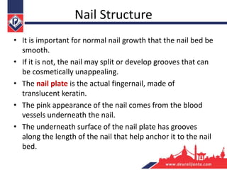 Nail Structure
• It is important for normal nail growth that the nail bed be
smooth.
• If it is not, the nail may split or develop grooves that can
be cosmetically unappealing.
• The nail plate is the actual fingernail, made of
translucent keratin.
• The pink appearance of the nail comes from the blood
vessels underneath the nail.
• The underneath surface of the nail plate has grooves
along the length of the nail that help anchor it to the nail
bed.
 