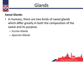 Glands
Sweat Glands:
• In humans, there are two kinds of sweat glands
which differ greatly in both the composition of the
sweat and its purpose.
– Eccrine Glands
– Apocrine Glands
 