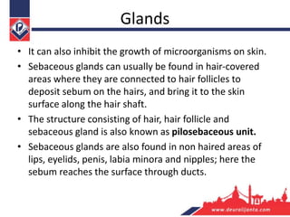 Glands
• It can also inhibit the growth of microorganisms on skin.
• Sebaceous glands can usually be found in hair-covered
areas where they are connected to hair follicles to
deposit sebum on the hairs, and bring it to the skin
surface along the hair shaft.
• The structure consisting of hair, hair follicle and
sebaceous gland is also known as pilosebaceous unit.
• Sebaceous glands are also found in non haired areas of
lips, eyelids, penis, labia minora and nipples; here the
sebum reaches the surface through ducts.
 
