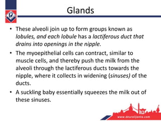 Glands
• These alveoli join up to form groups known as
lobules, and each lobule has a lactiferous duct that
drains into openings in the nipple.
• The myoepithelial cells can contract, similar to
muscle cells, and thereby push the milk from the
alveoli through the lactiferous ducts towards the
nipple, where it collects in widening (sinuses) of the
ducts.
• A suckling baby essentially squeezes the milk out of
these sinuses.
 