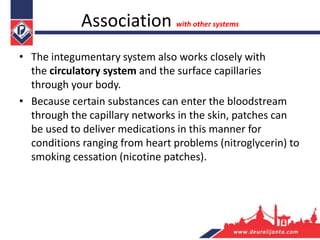 • The integumentary system also works closely with
the circulatory system and the surface capillaries
through your body.
• Because certain substances can enter the bloodstream
through the capillary networks in the skin, patches can
be used to deliver medications in this manner for
conditions ranging from heart problems (nitroglycerin) to
smoking cessation (nicotine patches).
Association with other systems
 