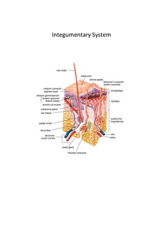 Integumentary system | PDF