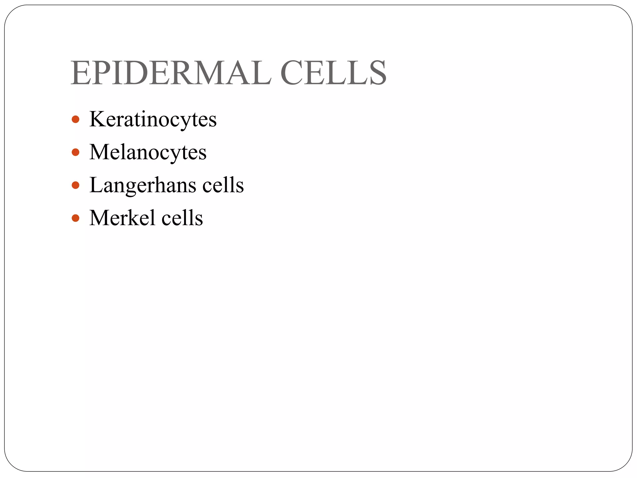 EPIDERMAL CELLS
 Keratinocytes
 Melanocytes
 Langerhans cells
 Merkel cells
 