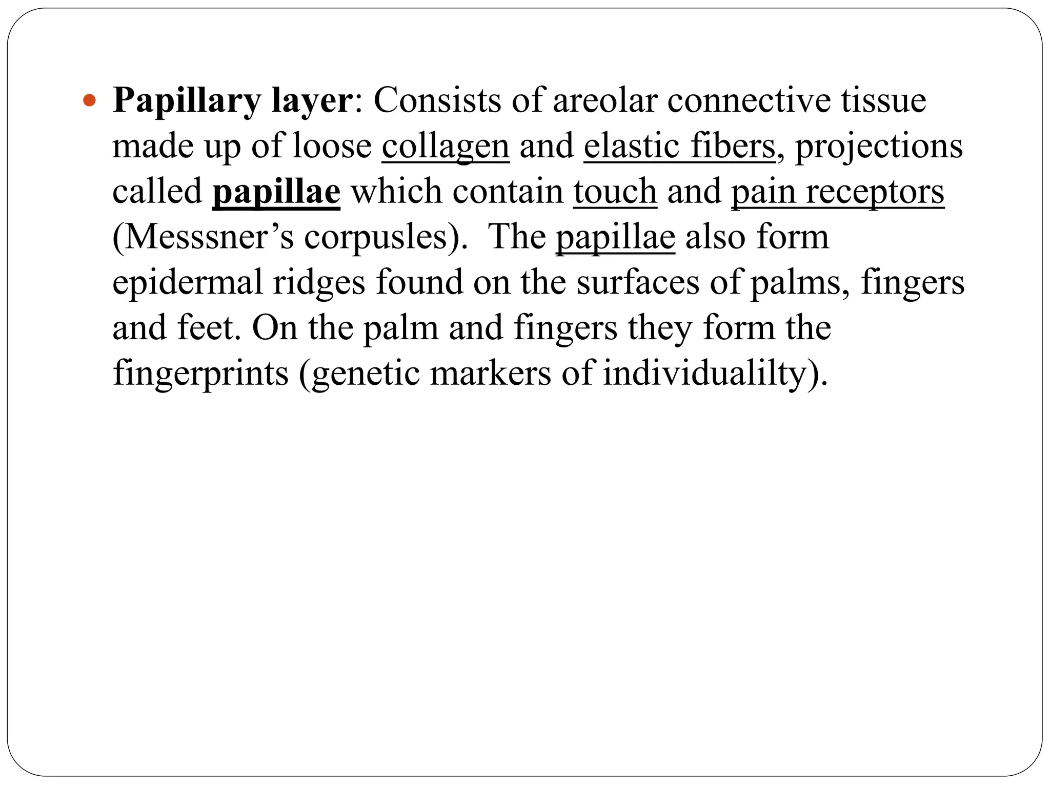  Papillary layer: Consists of areolar connective tissue
made up of loose collagen and elastic fibers, projections
called papillae which contain touch and pain receptors
(Messsner’s corpusles). The papillae also form
epidermal ridges found on the surfaces of palms, fingers
and feet. On the palm and fingers they form the
fingerprints (genetic markers of individualilty).
 