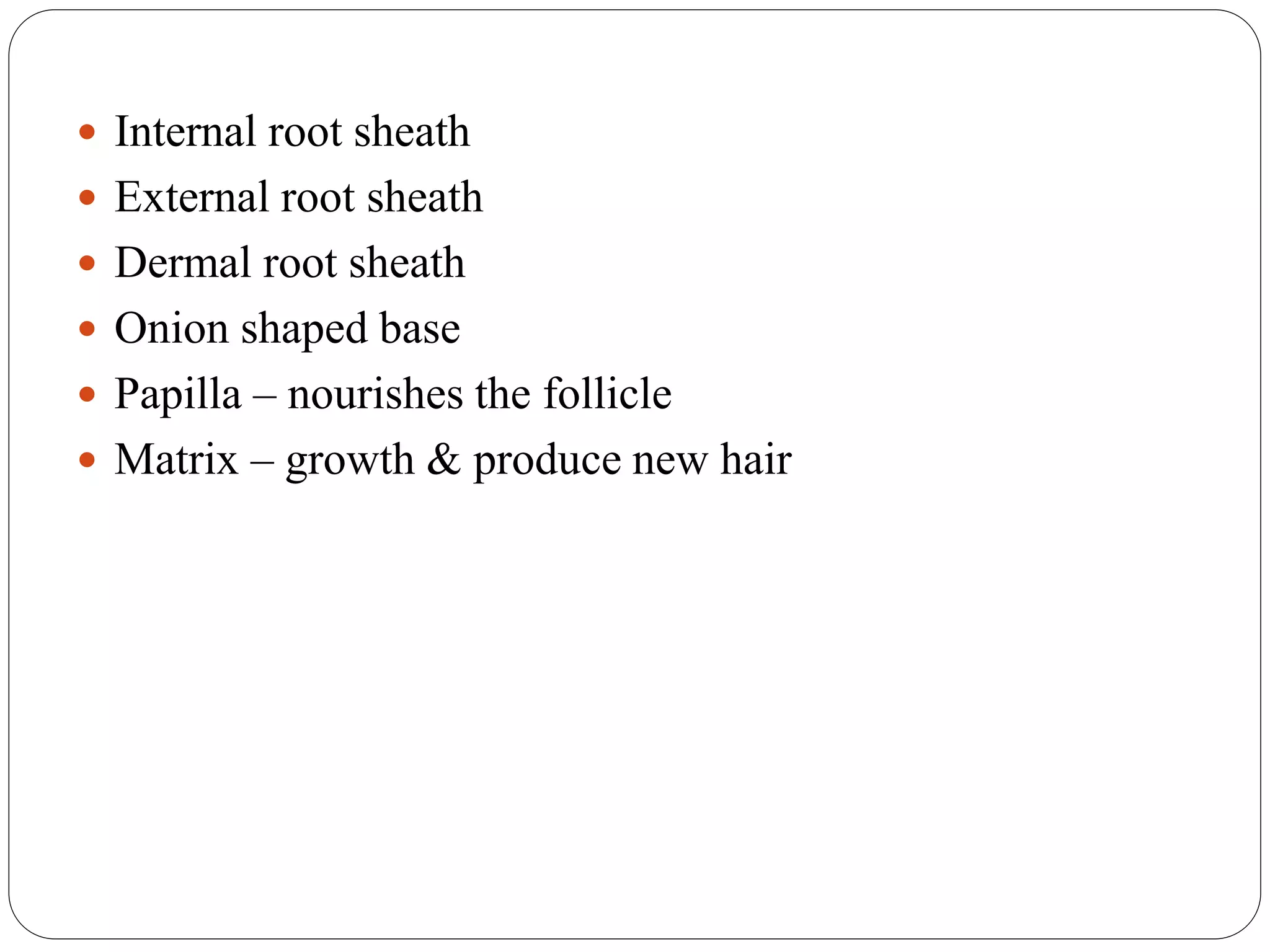  Internal root sheath
 External root sheath
 Dermal root sheath
 Onion shaped base
 Papilla – nourishes the follicle
 Matrix – growth & produce new hair
 