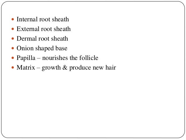 Integumentary System
