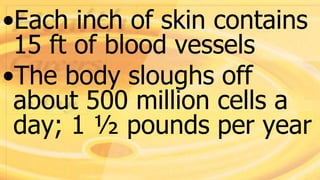 •Each inch of skin contains
15 ft of blood vessels
•The body sloughs off
about 500 million cells a
day; 1 ½ pounds per year
 