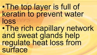 •The top layer is full of
keratin to prevent water
loss
•The rich capillary network
and sweat glands help
regulate heat loss from
surface
 