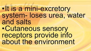 •It is a mini-excretory
system- loses urea, water
and salts
•Cutaneous sensory
receptors provide info
about the environment
 