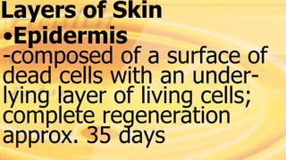Layers of Skin
•Epidermis
-composed of a surface of
dead cells with an under-
lying layer of living cells;
complete regeneration
approx. 35 days
 