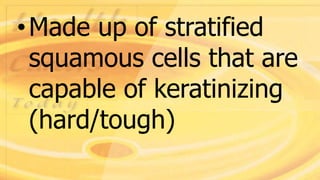 •Made up of stratified
squamous cells that are
capable of keratinizing
(hard/tough)
 