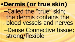 •Dermis (or true skin)
–Called the “true” skin;
the dermis contains the
blood vessels and nerves
–Dense Connective tissue;
strong/flexible
 