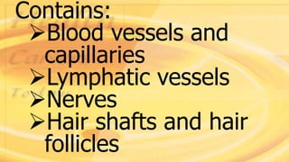 Contains:
Blood vessels and
capillaries
Lymphatic vessels
Nerves
Hair shafts and hair
follicles
 