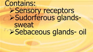 Contains:
Sensory receptors
Sudorferous glands-
sweat
Sebaceous glands- oil
 