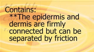 Contains:
**The epidermis and
dermis are firmly
connected but can be
separated by friction
 