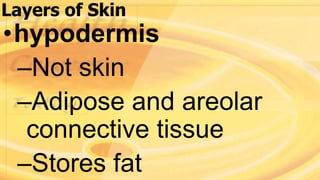 Layers of Skin
•hypodermis
–Not skin
–Adipose and areolar
connective tissue
–Stores fat
 