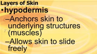 Layers of Skin
•hypodermis
–Anchors skin to
underlying structures
(muscles)
–Allows skin to slide
freely
 