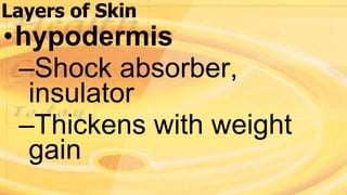 Layers of Skin
•hypodermis
–Shock absorber,
insulator
–Thickens with weight
gain
 