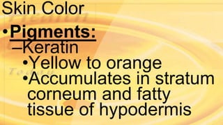 Skin Color
•Pigments:
–Keratin
•Yellow to orange
•Accumulates in stratum
corneum and fatty
tissue of hypodermis
 
