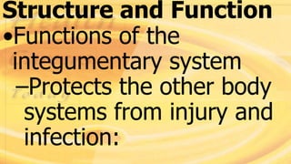 Structure and Function
•Functions of the
integumentary system
–Protects the other body
systems from injury and
infection:
 