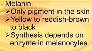 - Melanin
Only pigment in the skin
Yellow to reddish-brown
to black
Synthesis depends on
enzyme in melanocytes
 