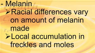 - Melanin
Racial differences vary
on amount of melanin
made
Local accumulation in
freckles and moles
 