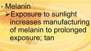 - Melanin
Exposure to sunlight
increases manufacturing
of melanin to prolonged
exposure; tan
 