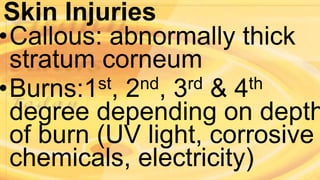 Skin Injuries
•Callous: abnormally thick
stratum corneum
•Burns:1st, 2nd, 3rd & 4th
degree depending on depth
of burn (UV light, corrosive
chemicals, electricity)
 
