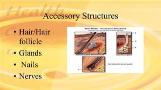 Accessory Structures
• Hair/Hair
follicle
• Glands
• Nails
• Nerves
 