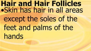 Hair and Hair Follicles
•Skin has hair in all areas
except the soles of the
feet and palms of the
hands
 