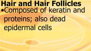 Hair and Hair Follicles
•Composed of keratin and
proteins; also dead
epidermal cells
 